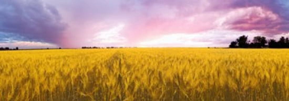 Wheat crop in a field Saint-Blaise-sur-Richelieu Quebec Canada Canvas Art - Panoramic Images (36 x 13)