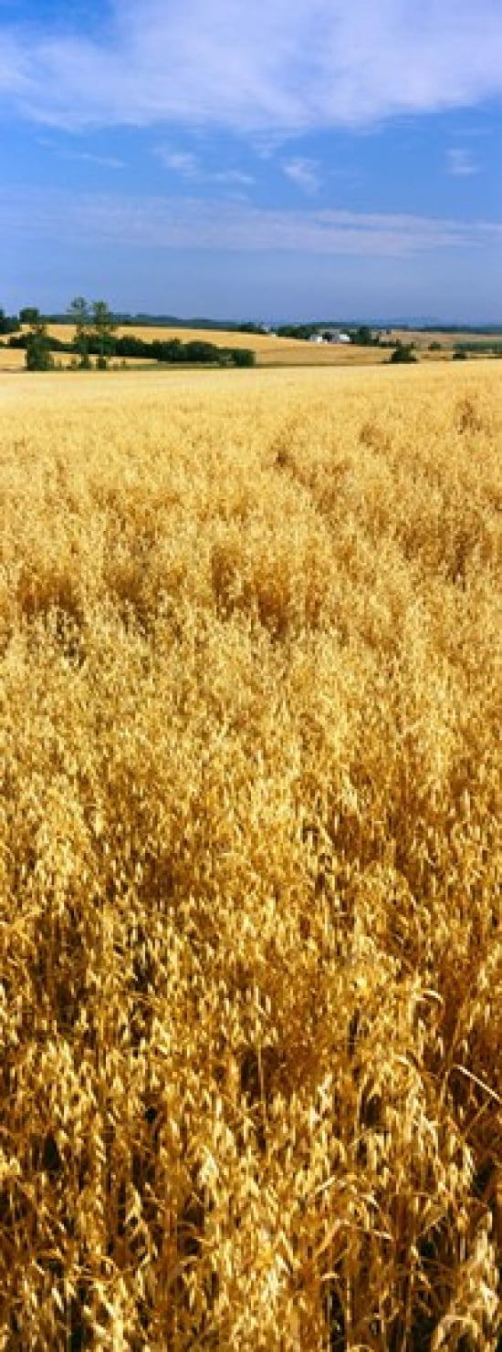 Wheat crop in a field Willamette Valley Oregon USA Canvas Art - Panoramic Images (18 x 7)