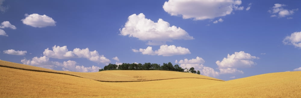 Wheat crop in the field Washington State USA Canvas Art - Panoramic Images (12 x 36)