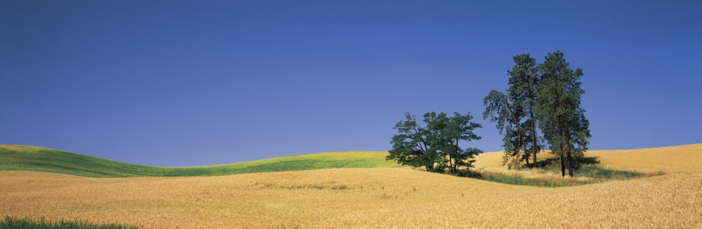 Wheat crop in the field Washington State USA Canvas Art - Panoramic Images (6 x 18)