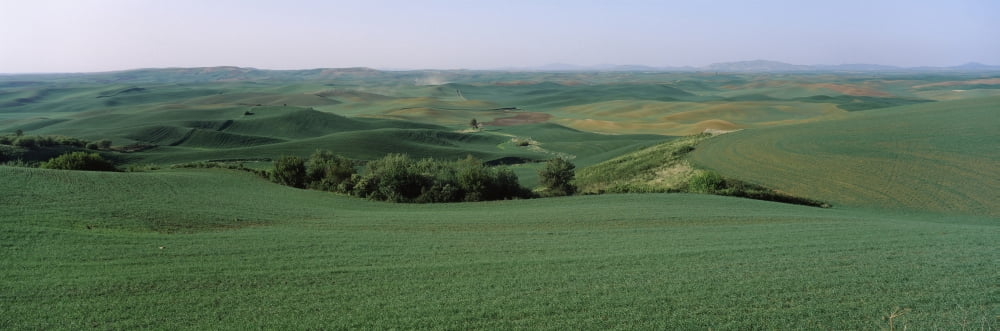 Wheat crop in the field Washington State USA Canvas Art - Panoramic Images (6 x 18)