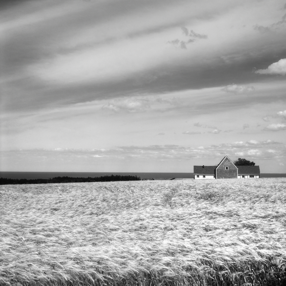 Wheat field and barn on farmland North Rustico Prince Edward Island Canada Canvas Art - David Chapman Design Pics (24 x 24)
