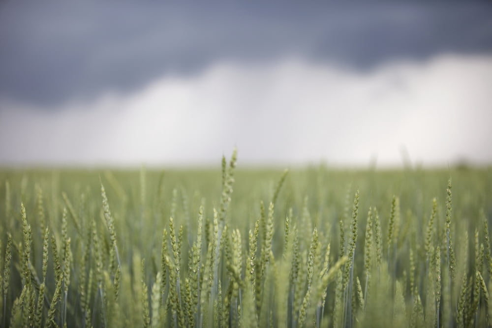 Wheat field and oncoming thunderstorm caledon ontario canada Canvas Art - Ron Bouwhuis Design Pics (19 x 12)