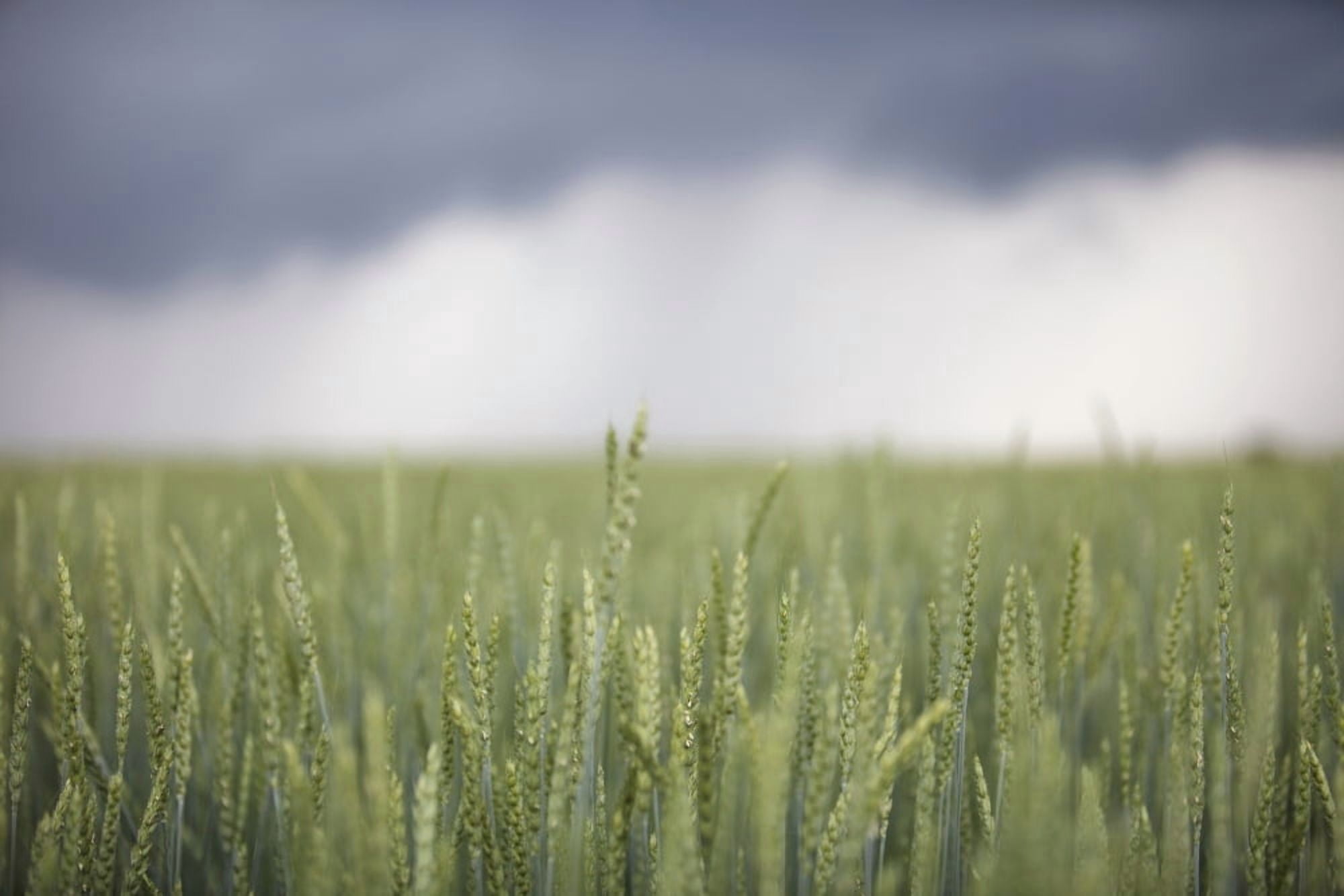 Wheat field and oncoming thunderstorm caledon ontario canada Canvas Art - Ron Bouwhuis Design Pics (38 x 24)