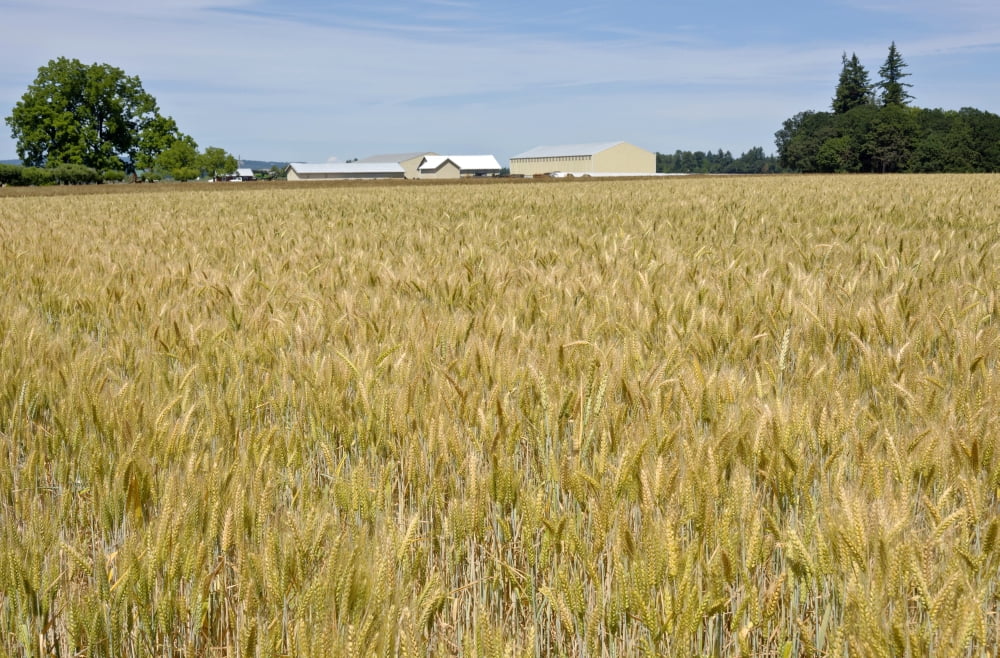 Wheat field in the Willamette Valley Oregon USA Canvas Art - Panoramic Images (27 x 9)