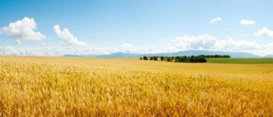 Wheat field near D8 Brunet Plateau de Valensole Alpes-de-Haute-Provence Provence-Alpes-Cote dAzur France Canvas Art - Panoramic Images (15 x 6)
