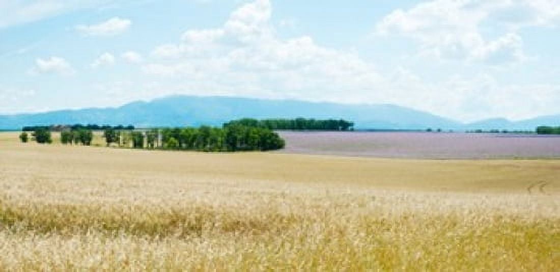 Wheat field near D8 Plateau de Valensole Alpes-de-Haute-Provence Provence-Alpes-Cote dAzur France Canvas Art - Panoramic Images (24 x 12)