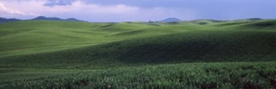 Wheat field on a rolling landscape near Pullman Washington State USA Canvas Art - Panoramic Images (36 x 12)