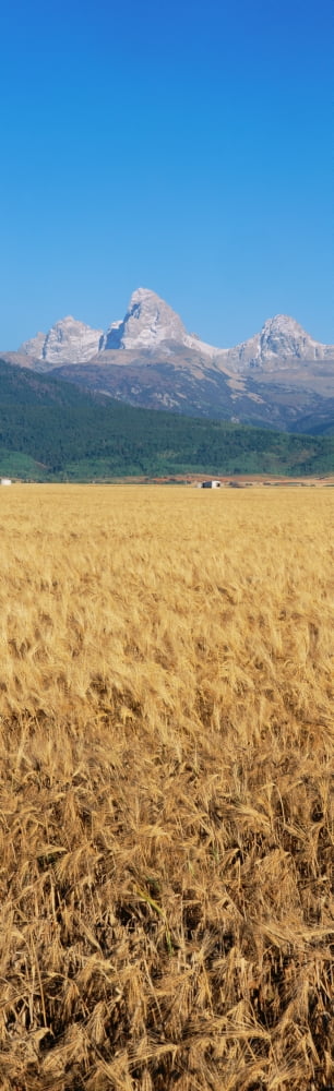 Wheat field with mountains peaks Canvas Art - Panoramic Images (27 x 9)