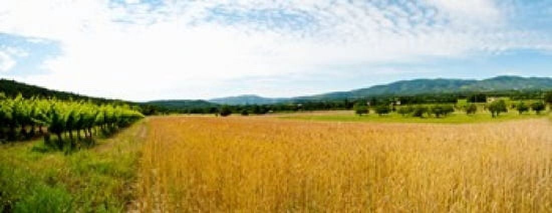 Wheat field with vineyard along D135 Vaugines Vaucluse Provence-Alpes-Cote dAzur France Canvas Art - Panoramic Images (15 x 6)