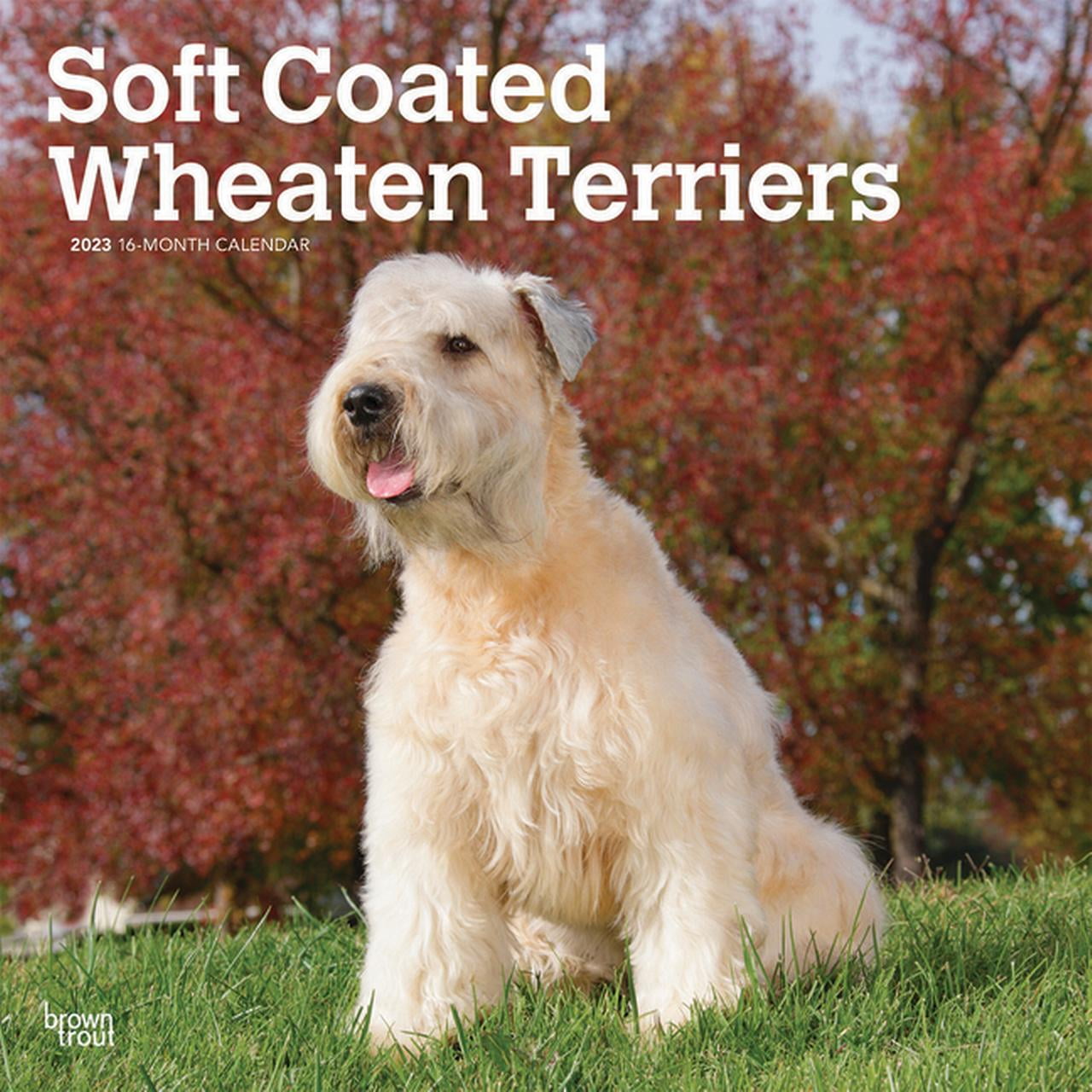 Soft Coated Wheaten Terrier Information safewindows
