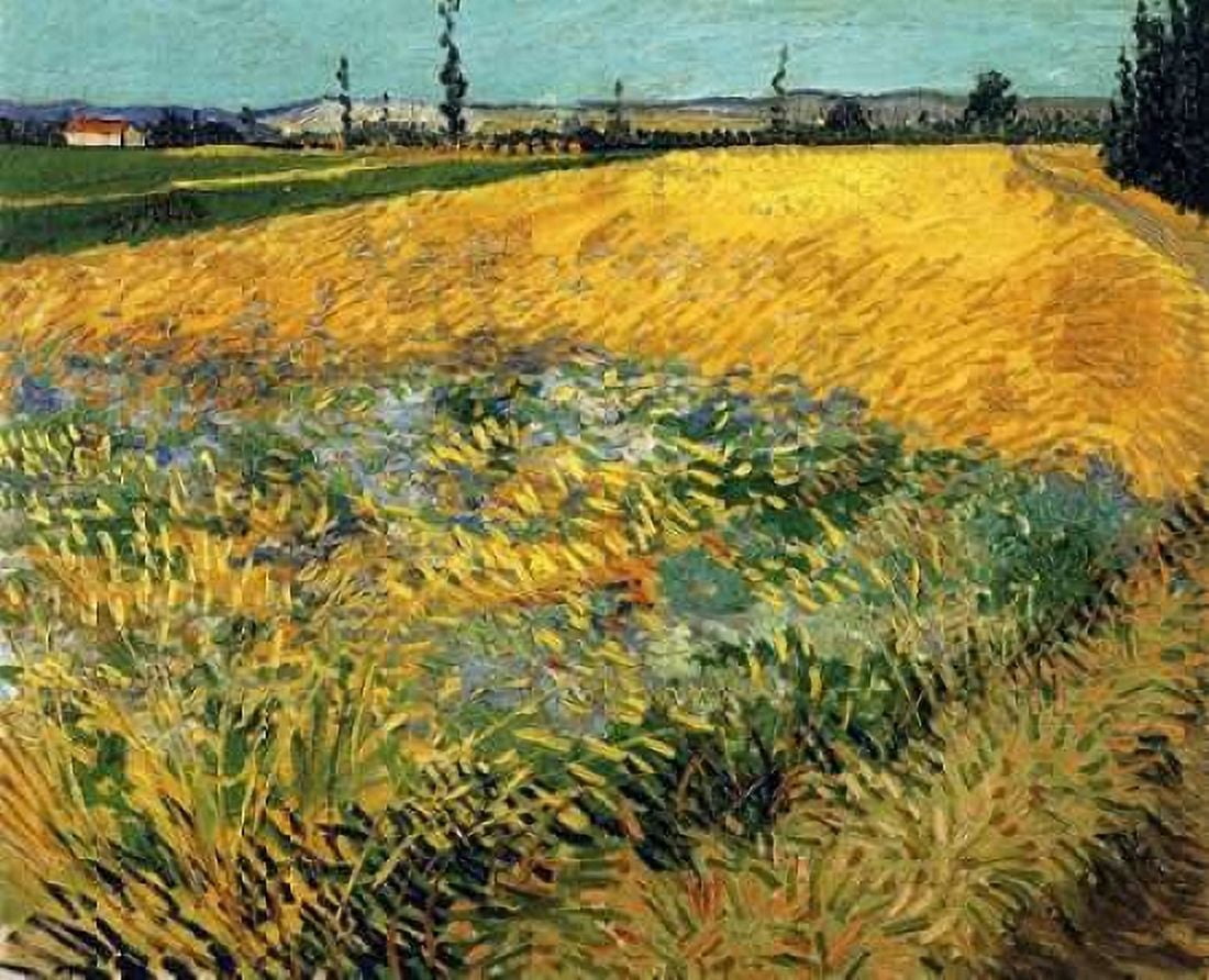 Wheatfield 1888 Canvas Art - Vincent Van Gogh (24 x 30)