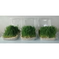 thumbnail image 1 of Wheatgrass Microgreens|Living |All Natural |Non GMO |Fresh |Highly Nutritious |Superfood|Grown from Organic Seeds, on Organic Substrate and with purified water, 1 of 8