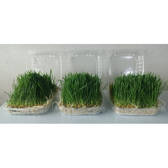 Wheatgrass Microgreens|Living |All Natural |Non GMO |Fresh |Highly Nutritious |Superfood|Grown from Organic Seeds, on Organic Substrate and with purified water