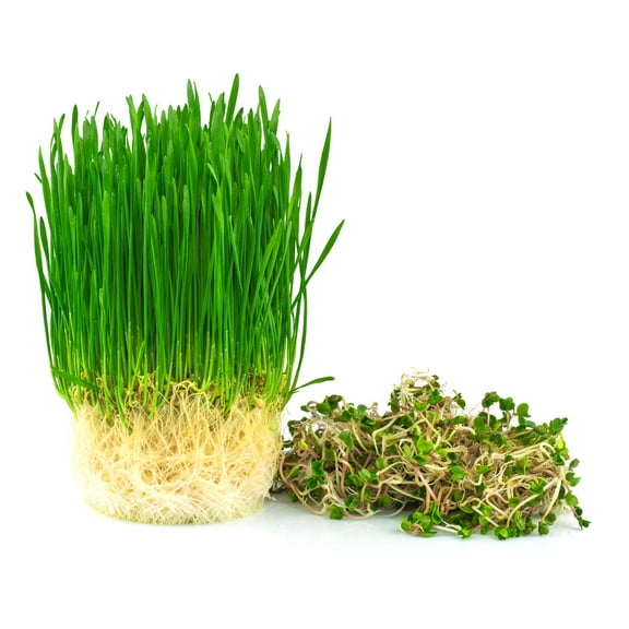 Wheatgrass Seeds; Hard Red Winter Wheat, Non-GMO, Chemical Free, High Germination (1/2 Pound)
