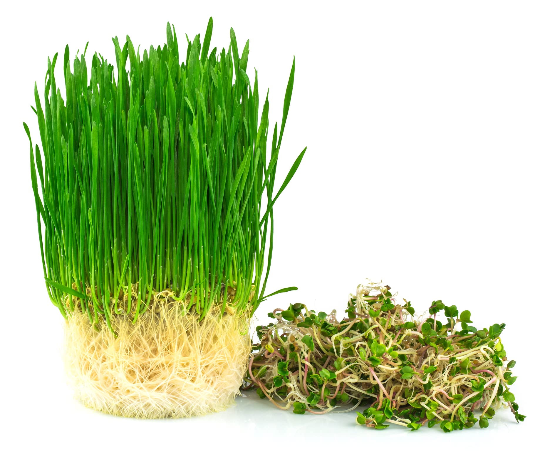 Wheatgrass Seeds; Hard Red Winter Wheat, Non-GMO, Chemical Free, High Germination (10 Pounds)