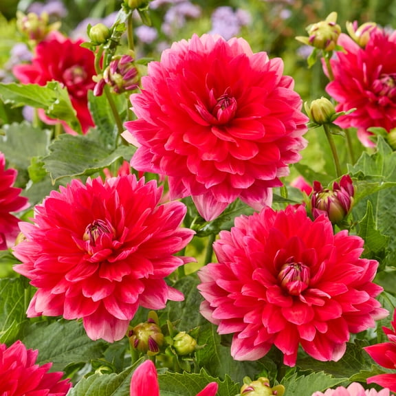 Wheee! Hosta Flower Root - Perennial Shade Plant - Grow Live Hostas