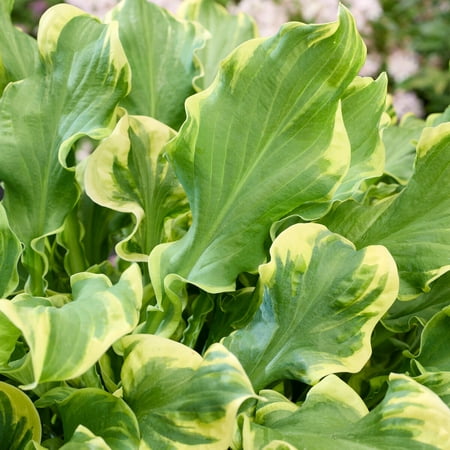 Wheee! Hosta Flower Root - Perennial Shade Plant - Grow Live Hostas