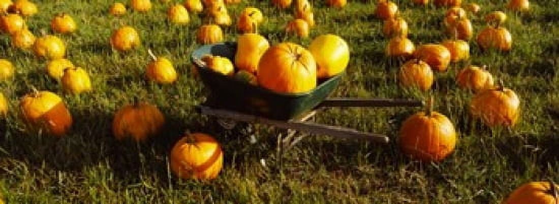 Wheelbarrow in Pumpkin Patch Half Moon Bay California USA Canvas Art - Panoramic Images (36 x 13)