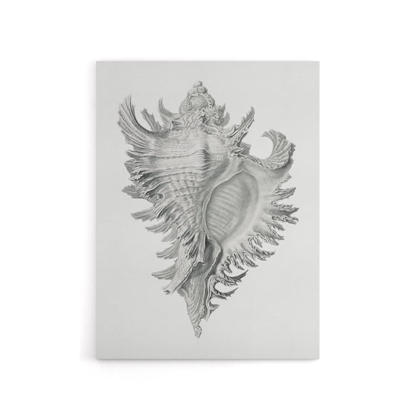 Whelk Sea Snail Shell Drawing Haeckel Botanical Canvas Wall Art 12X16"