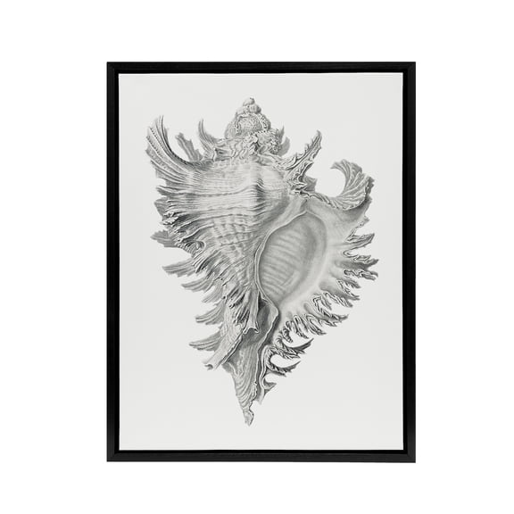Whelk Sea Snail Shell Drawing Haeckel Botanical Framed Canvas Wall Art 12X16"