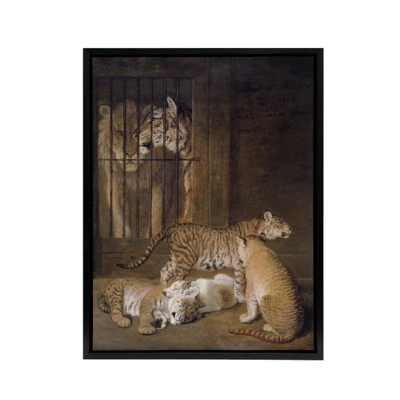 Whelps Lion and Tigress in Zoo Cage Agasse Black Framed Canvas Wall Art 18x24"