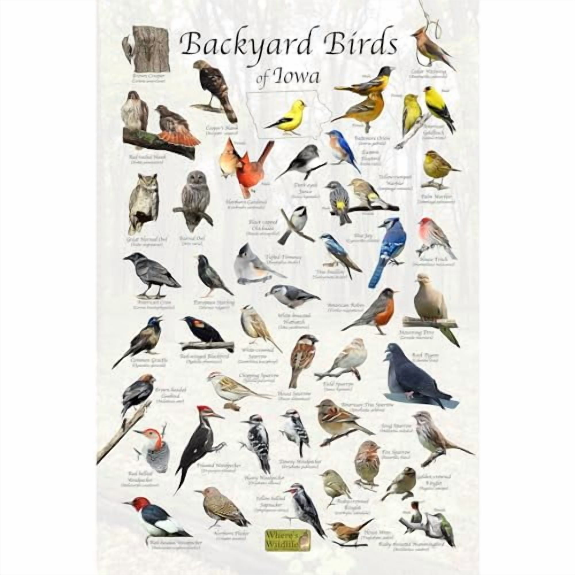 Where's Wildlife Backyard Birds of Iowa Bird Identification Poster (16 ...