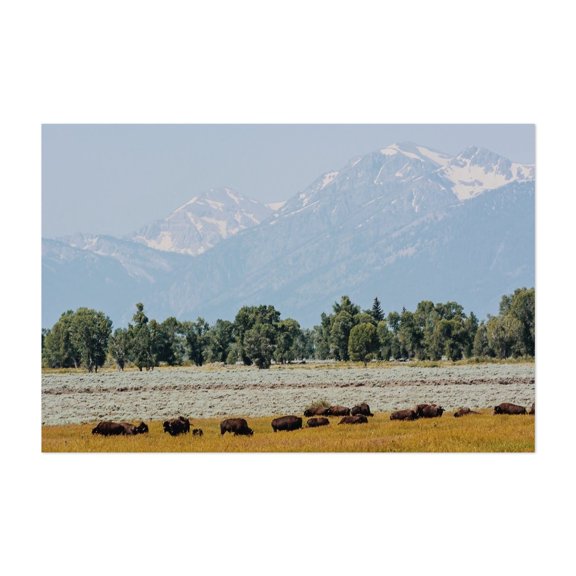 Where the Buffalo Roam - Wyoming Photography Landscape Nature Mountain Wilderness Wildlife Pastoral Scenic Unframed Wall Art Print 20 x 28 inches