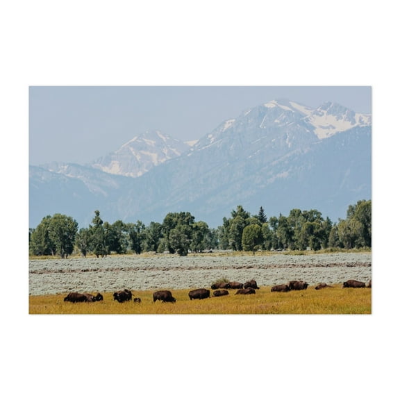 Where the Buffalo Roam - Wyoming Photography Landscape Nature Mountain Wilderness Wildlife Pastoral Scenic Unframed Wall Art Print 4 x 6 inches