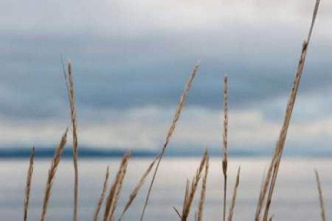 Whidbey Grass I Canvas Art - Erin Berzel (24 x 36)