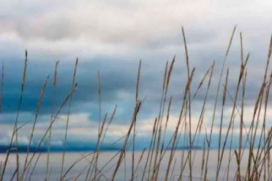 Whidbey Grass II Canvas Art - Erin Berzel (24 x 36)