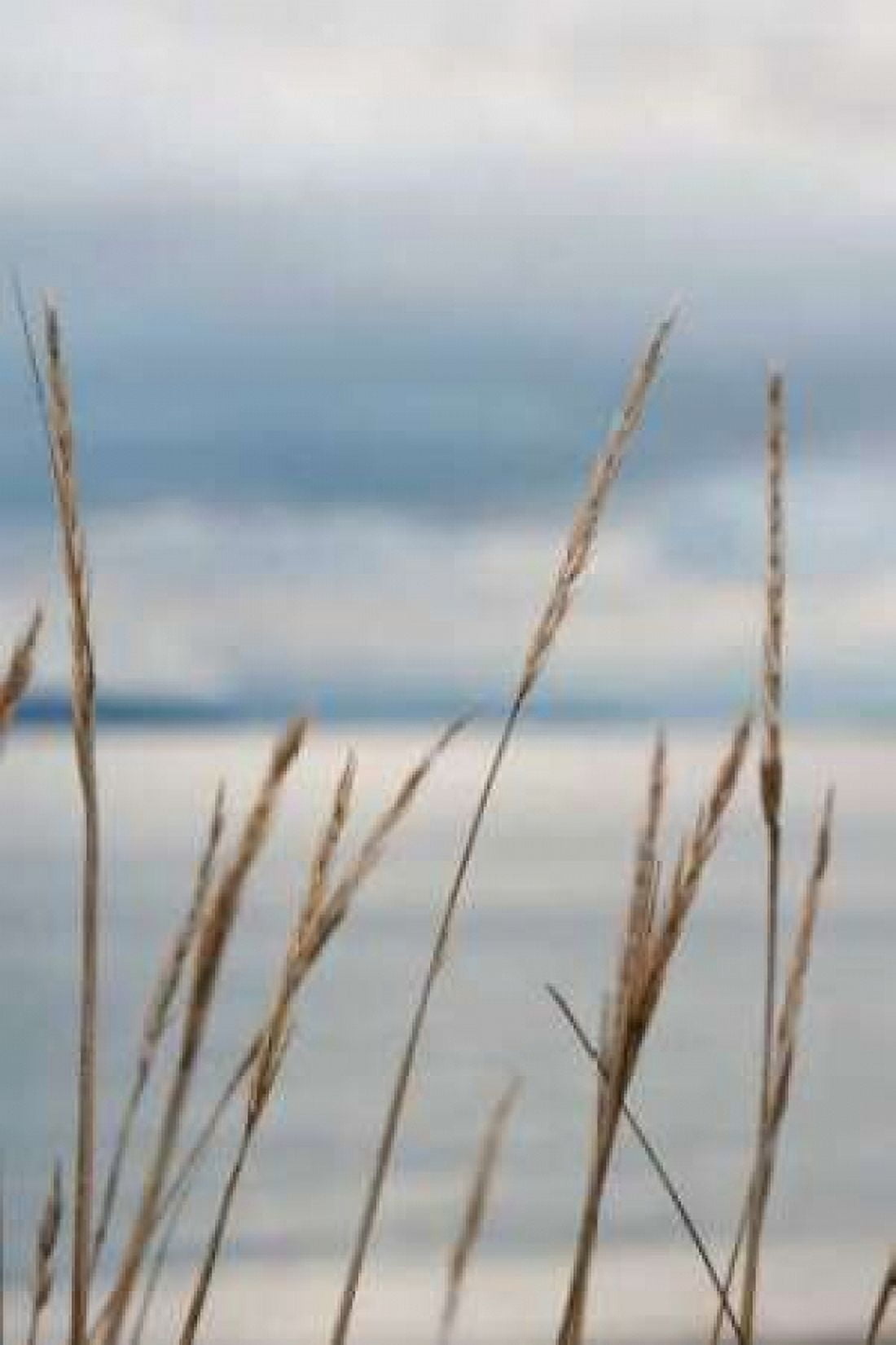 Whidbey Grass III Canvas Art - Erin Berzel (24 x 36)