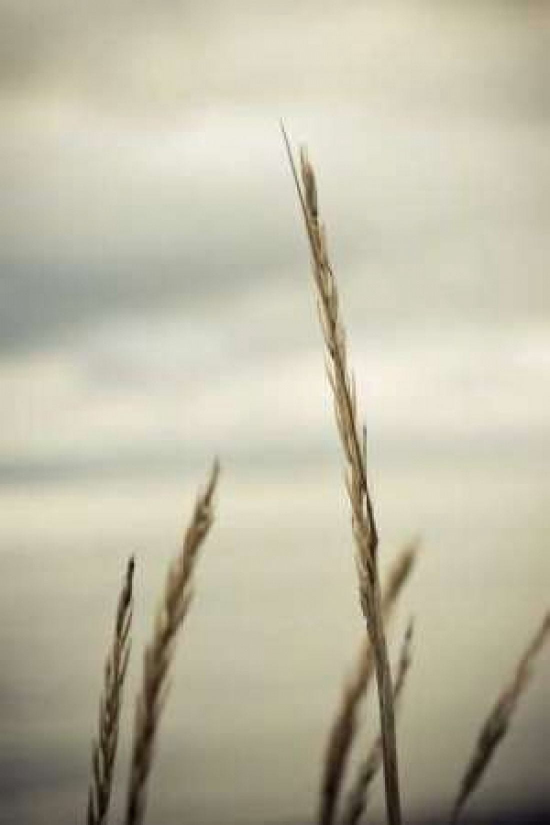 Whidbey Grass IV Canvas Art - Erin Berzel (12 x 18)