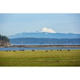 thumbnail image 1 of Whidbey Island  Washington State. Snowcapped Mount Baker  the Puget Sound  black cows and a pasture Poster Print by, 1 of 1