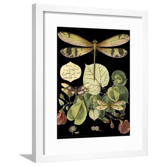 Whimsical Dragonfly on Black II, Animals Framed Art Print Wall Art by Vision Studio Sold by Art.Com