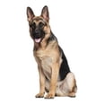 thumbnail image 1 of Whimsical Practicality's German Shepherd Dog Breed Edible Cake topper, 1 of 1