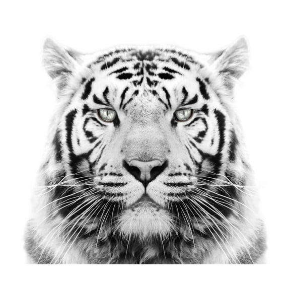 Whimsical Practicality's White Tiger Edible Icing Image Cake Topper-6 inch Round or Larger