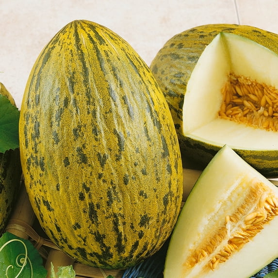 Whimsy F1 Hybrid Melon Seeds - 3 g Packet ~80 Seeds - Non-GMO, F1 Hybrid - Fruit & Vegetable Garden - Cucumis melo
