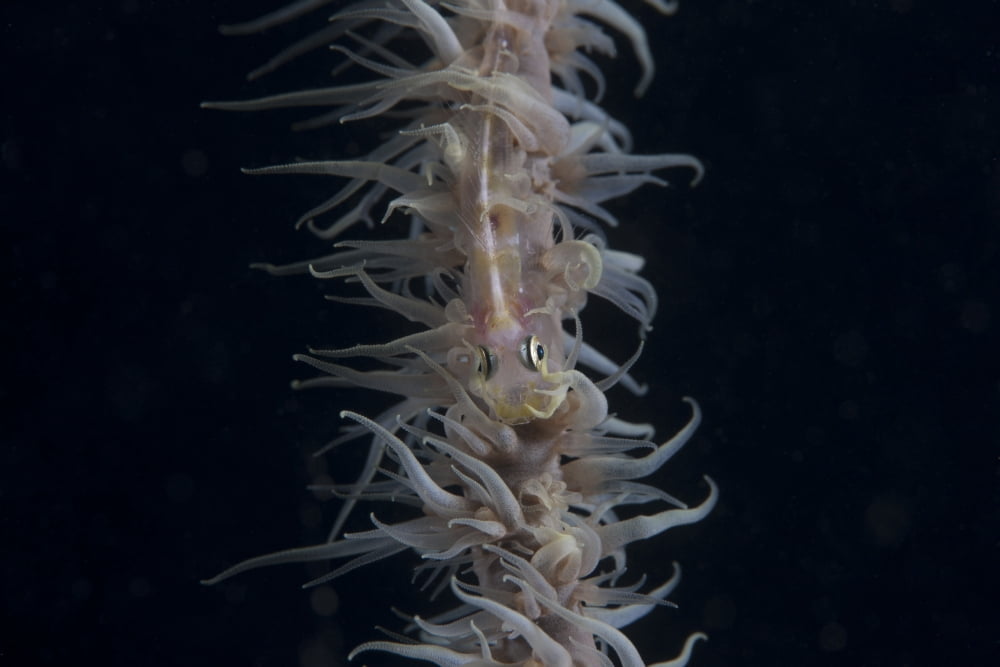 Whip coral goby Fiji Canvas Art - Terry MooreStocktrek Images (18 x 12)