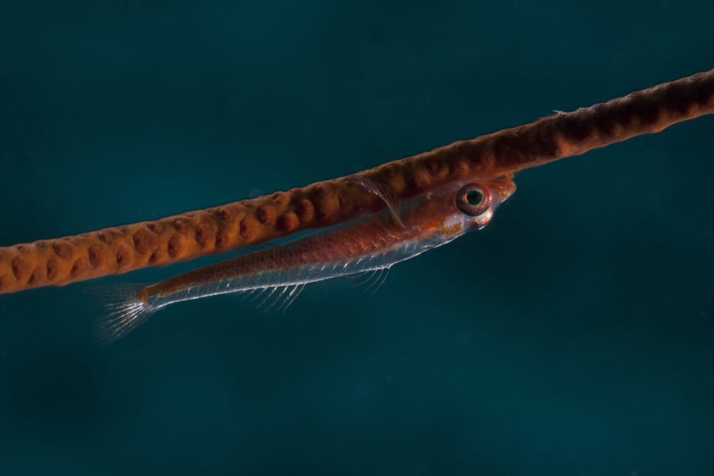 Whip coral goby Fiji Canvas Art - Terry MooreStocktrek Images (18 x 12)