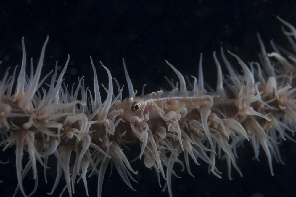 Whip coral goby Fiji Canvas Art - Terry MooreStocktrek Images (35 x 23)