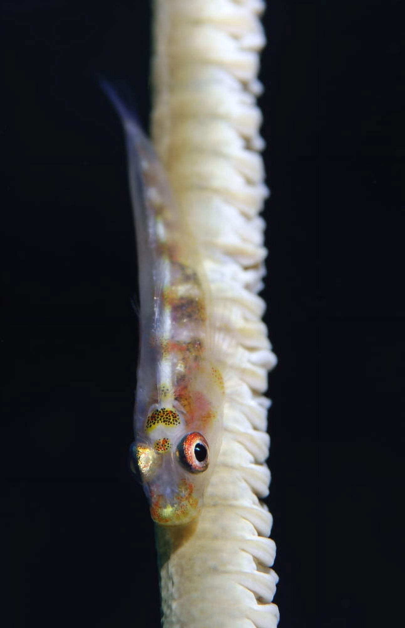 Whip-coral goby on common wire coral Canvas Art - Steve JonesStocktrek Images (23 x 35)