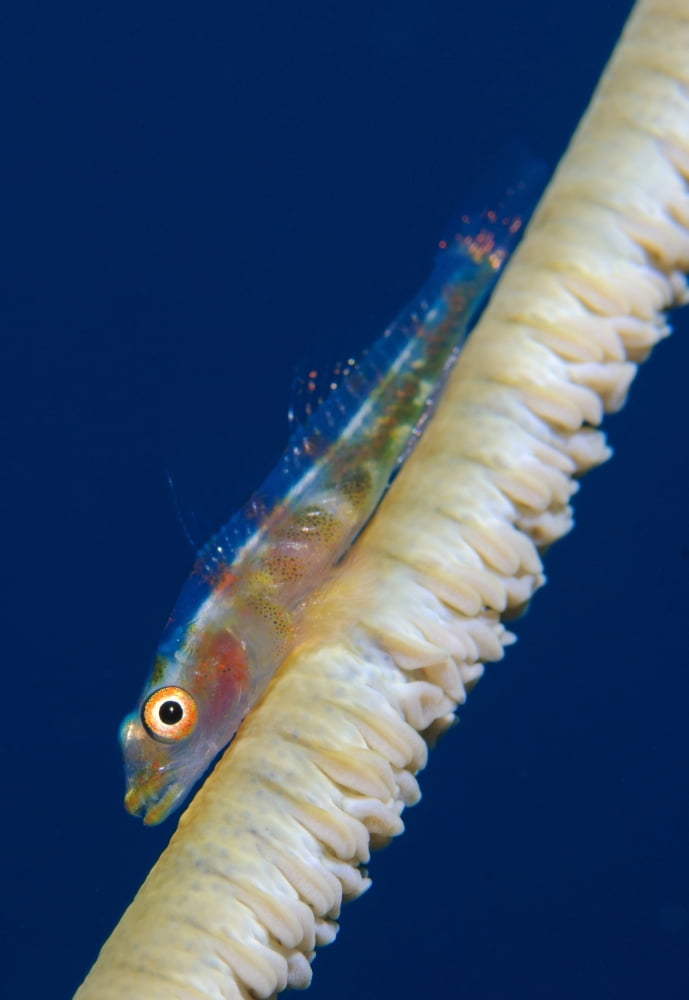 Whip-coral goby on common wire coral Canvas Art - Steve JonesStocktrek Images (24 x 35)
