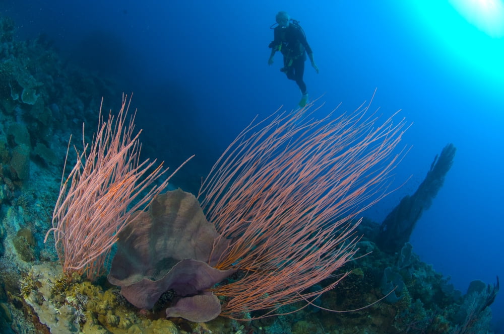 Whip sea fan with elephant ear sponge and diver Papua New Guinea Canvas Art - Steve JonesStocktrek Images (18 x 12)