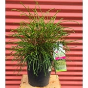 Whipcord Western Red Cedar