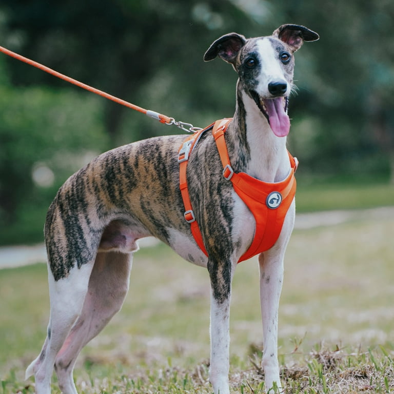 Whippet Anti Slip Dog Harness Lightweight Dog Harness Breathable and Durable Adjustable Vest for Medium Sized Dog Greyhounds Walmart