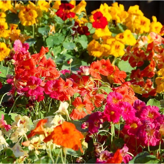 Whirly Bird Mix Plants Live for Planting, Whirlybird Mix Nasturtium Flower Plant in Home Garden, 3-5 Inch Tall, 2 Plants in Pot