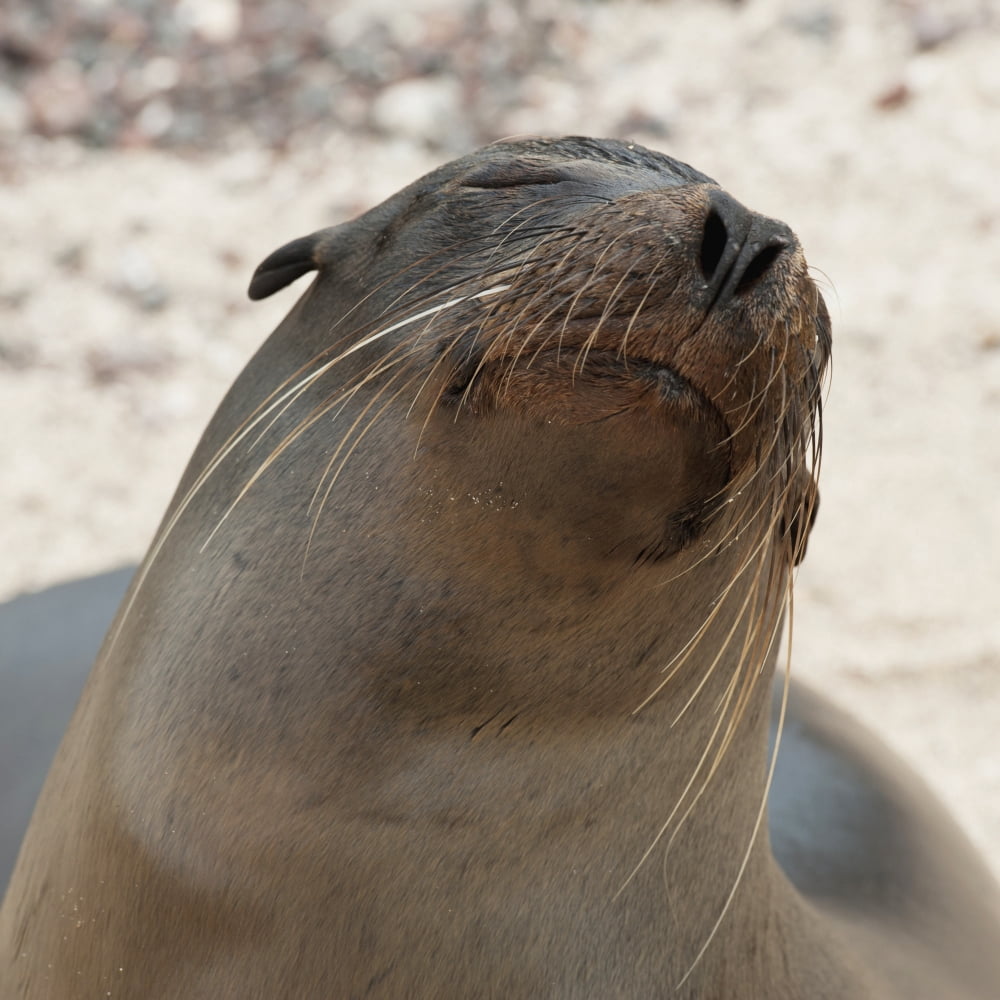 Whiskers On The Face Of A Fur Seal (Otariidae) Galapagos Equador Canvas Art - Keith Levit Design Pics (24 x 24)