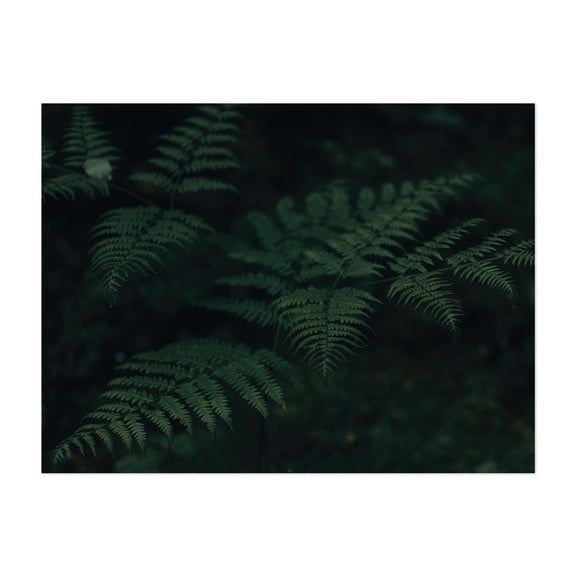 Whisper of the Ferns - Photography Botanical Nature Forest Woodland Minimalist Floral Wilderness Unframed Wall Art Print 36 x 48 inches