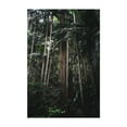 thumbnail image 1 of Whispers - Photography Forest Jungle Nature Woods Tropical Botanical Wilderness Unframed Wall Art Print 16 x 24 inches, 1 of 60